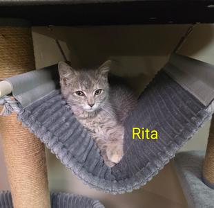 Rita, kitten, available for adoption