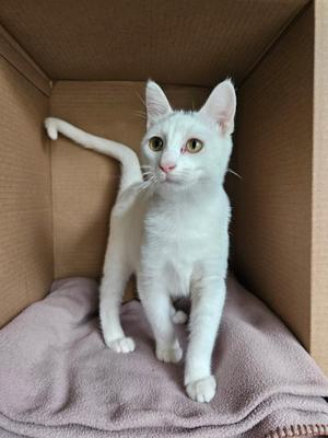 Ambrose, kitten, available for adoption