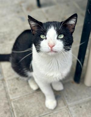 Kermit, adult, available for adoption