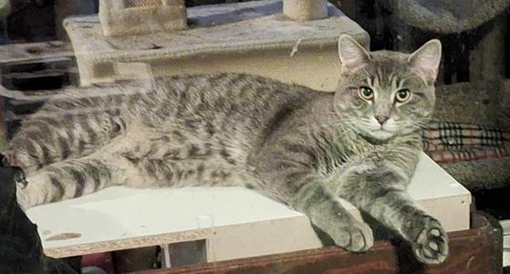 A gray tabby cat lying on a white surface with its paw extended.