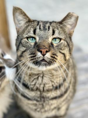 A close-up of a tabby cat with striking green eyes, looking directly at the camera.