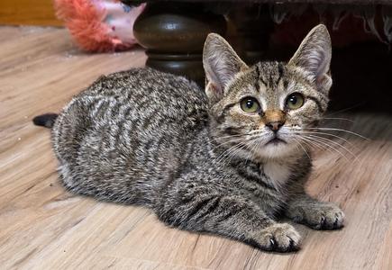 Polly, kitten, available for adoption