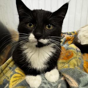 Margo, kitten, available for adoption