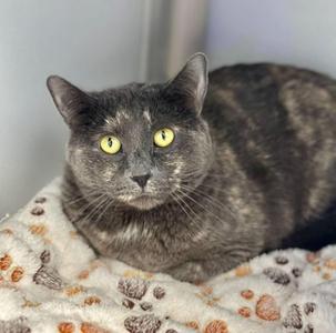 A gray cat with yellow eyes lying on a blanket with paw prints.