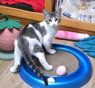 Raya, kitten, available for adoption