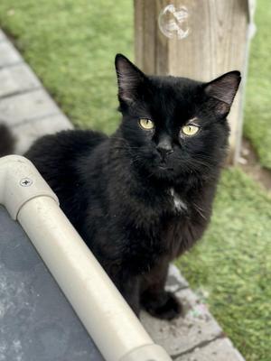 KRONK, adult, available for adoption