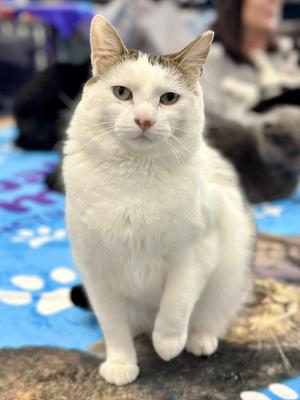 Chuck, adult, available for adoption