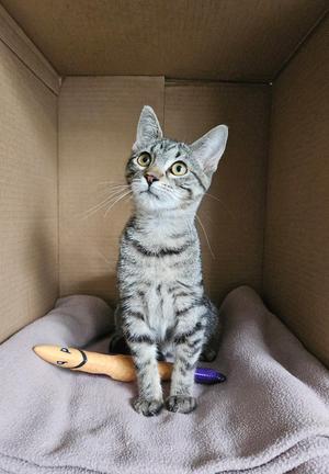Cricket, kitten, available for adoption