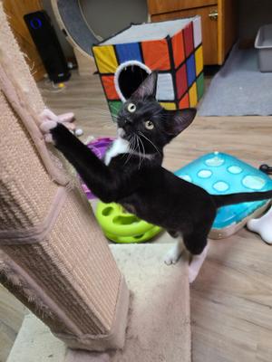 Braxton, kitten, available for adoption