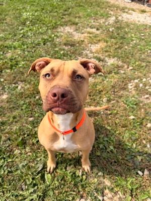 A brown dog with a white chest and a red collar standing on grass.