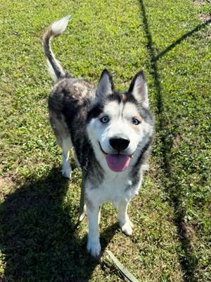 Bodhi, Siberian Husky Mix, adult, available for adoption