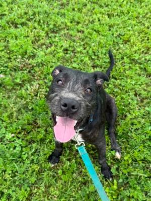 BJ, Mixed Breed, young, available for adoption