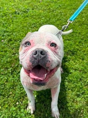 Louie, Boxer Mix, young, available for adoption