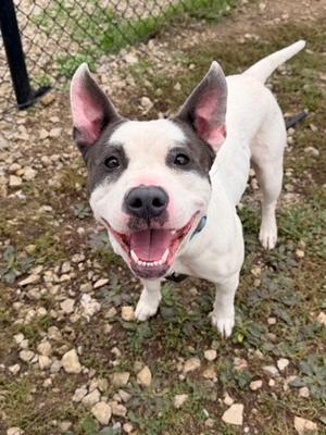 Ivy Lee, Pit Bull Terrier Mix, young, available for adoption