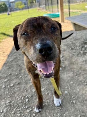 Bravado, Mixed Breed, adult, available for adoption