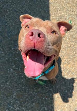 Flirt, Pit Bull Terrier Mix, adult, available for adoption
