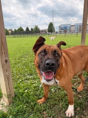 Jaxx, German Shepherd Dog and Pit Bull Terrier, adult, available for adoption
