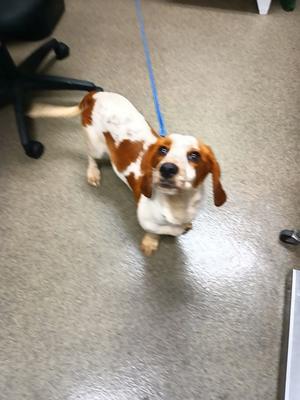 A brown and white dog standing on a carpeted floor, looking up at the camera with a blue leash attached to its collar.