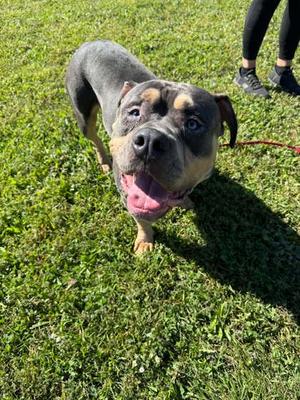 Flex, Bully American  - Standard Mix, adult, available for adoption