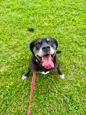 Ollie, Golden Retriever Mix, adult, available for adoption