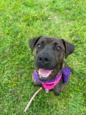 Montana, Mixed Breed, adult, available for adoption