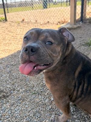 Bean, Bully American  - Standard Mix, adult, available for adoption