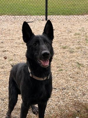 Benjamin, German Shepherd Dog Mix, senior, available for adoption