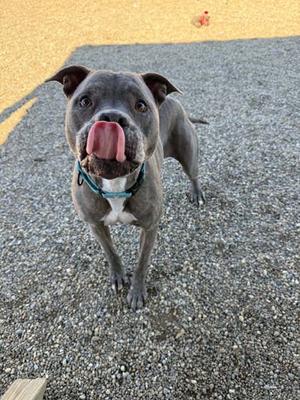 A gray dog with a white chest and a blue collar is standing on a gravel surface, sticking its tongue out.