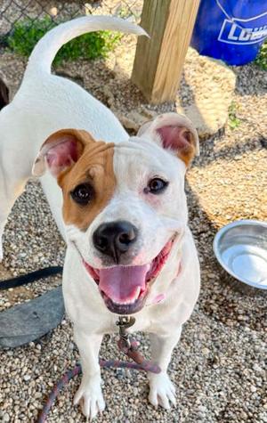 Butterfly, American Staffordshire Terrier Mix, young, available for adoption