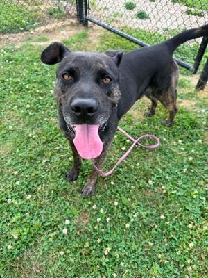 Dakota (61318646), Plott Hound Mix, senior, available for adoption