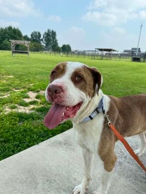 Chester, Pit Bull Terrier Mix, adult, available for adoption