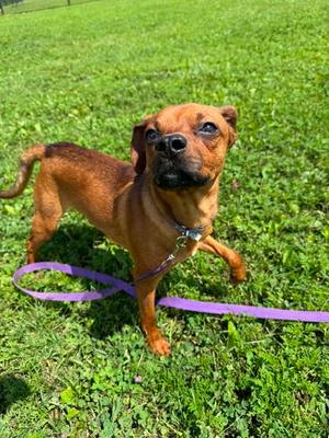 Delta, Miniature Pinscher Mix, adult, available for adoption