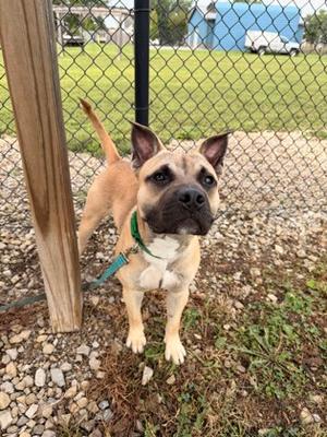 A tan and black dog with a green collar stands on a gravel path near a wooden post and a chain-link fence. The dog has pointed ears and is looking towards the camera. In the background, there is a grassy area and a blue building.