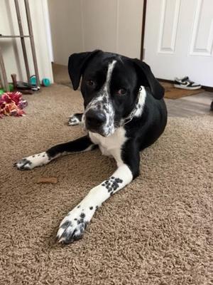 Jack, Pointer and Border Collie, young, available for adoption