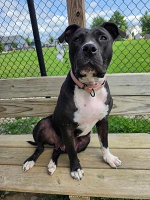 Basil, Pit Bull Terrier Mix, adult, available for adoption