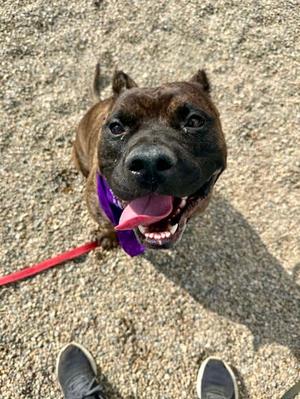 Balloo (54725760), Bully American - Xl Mix, adult, available for adoption