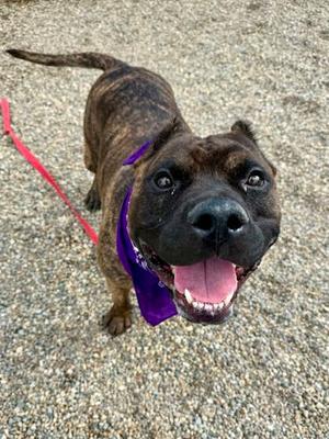 Balloo, Bully American - Xl Mix, adult, available for adoption