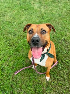 Bambino (61207437), Pit Bull Terrier Mix, adult, available for adoption