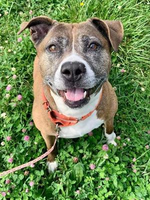 Jasmine, Pit Bull Terrier Mix, senior, available for adoption