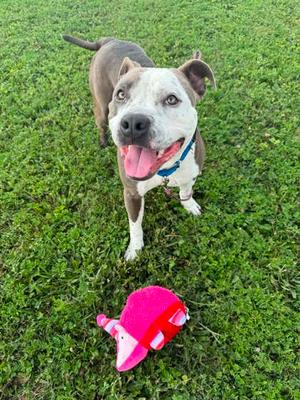 Loso, Pit Bull Terrier Mix, adult, available for adoption