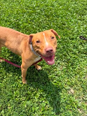 Gia, American Pit Bull Terrier Mix, adult, available for adoption