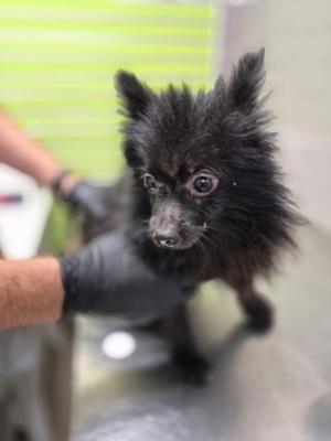 Jonathan, Pomeranian Mix, adult, available for adoption