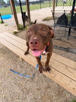 Fierro, Labrador Retriever and American Pit Bull Terrier, young, available for adoption