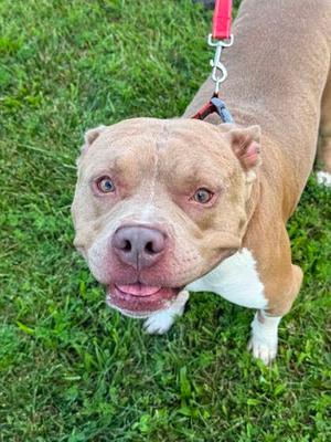 Brutus, Bully American  - Standard Mix, adult, available for adoption