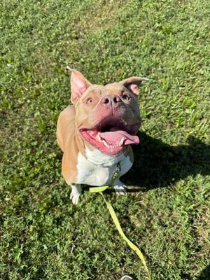 Brutus, Bully American  - Standard Mix, adult, available for adoption