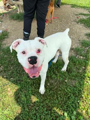 Buster, Boxer, adult, available for adoption
