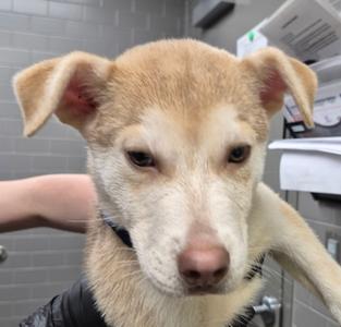 A close-up of a light-colored puppy with floppy ears and a black collar, being held by a person in a tiled room.