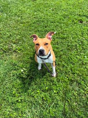 Kara, American Pit Bull Terrier Mix, adult, available for adoption