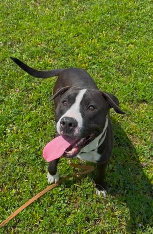 Crouton, Pit Bull Terrier Mix, young, available for adoption