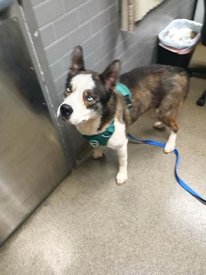a dog wearing a blue harness and leash standing in a room